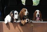 BASSET HOUND 043